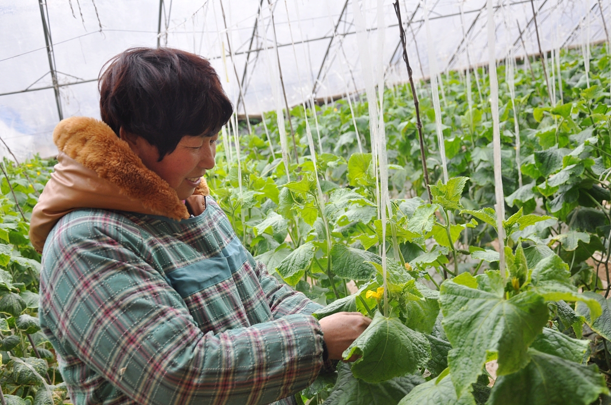 齐峰果业眉县猕猴桃定价策略优化研究：基于市场需求与竞争分析