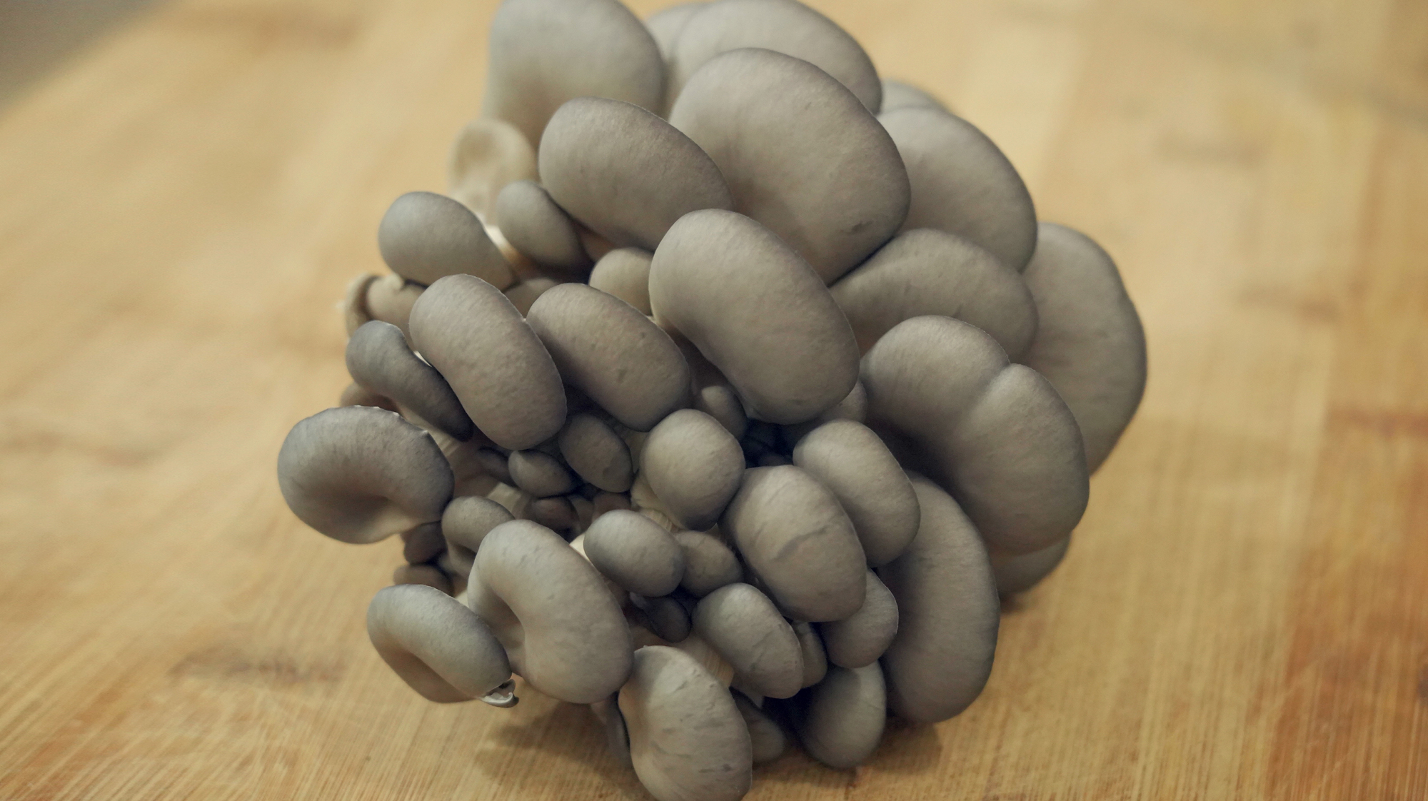 蘑菇汤好喝有诀窍，掌握这几个技巧，出锅全家夸你，做法一看就会