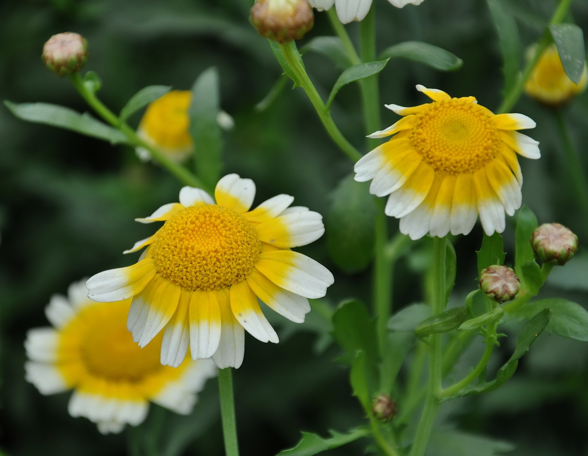 ***_***2010年3月27日,江西遂川,美丽的<strong>茼</strong>稾花.