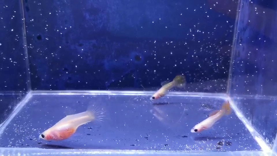 玻璃体蕾丝孔雀鱼