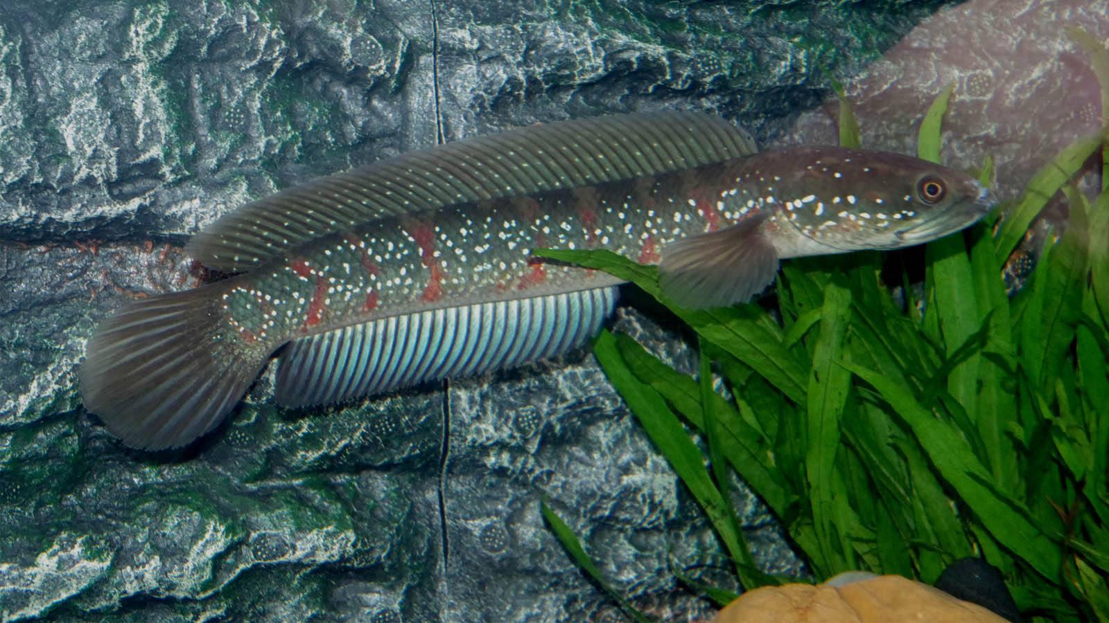 一分钟了解月鳢