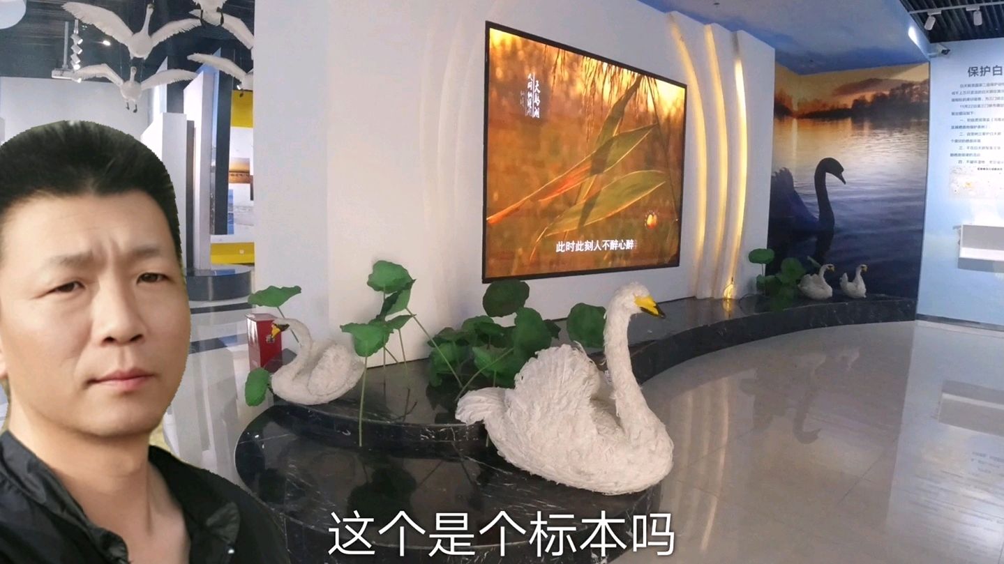 太呆萌了,怎么会有这么可爱的小天鹅呢