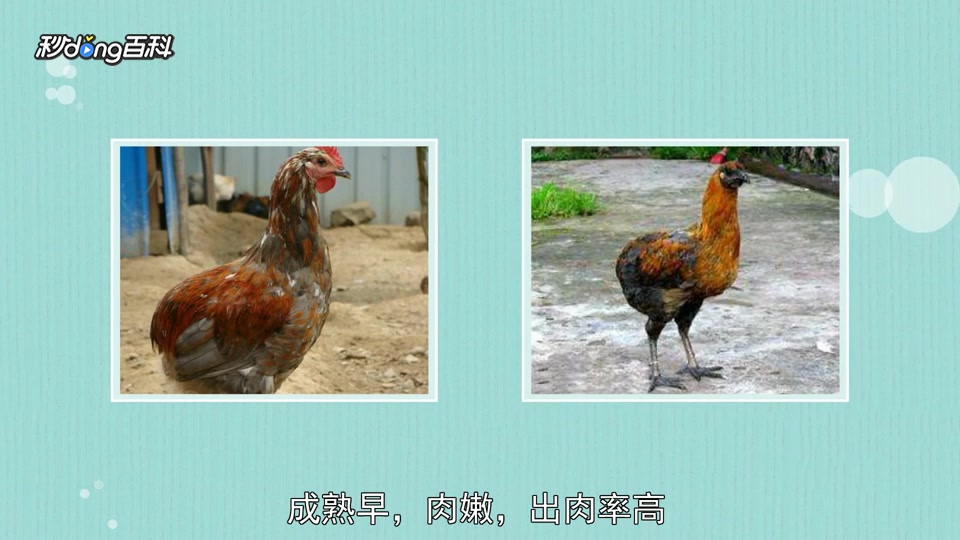 原来镇沅瓢鸡长这样