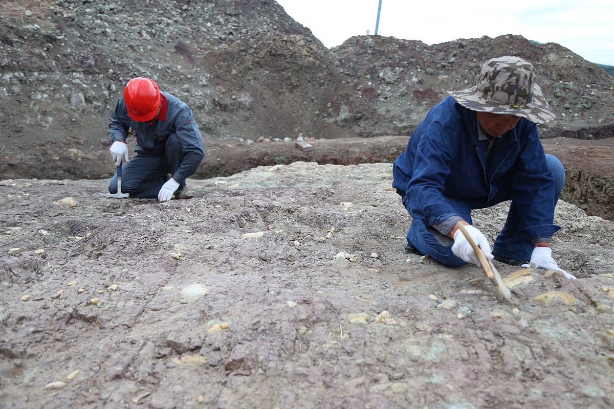 水利工程堤坝白蚁防治不达标，后果很严重！