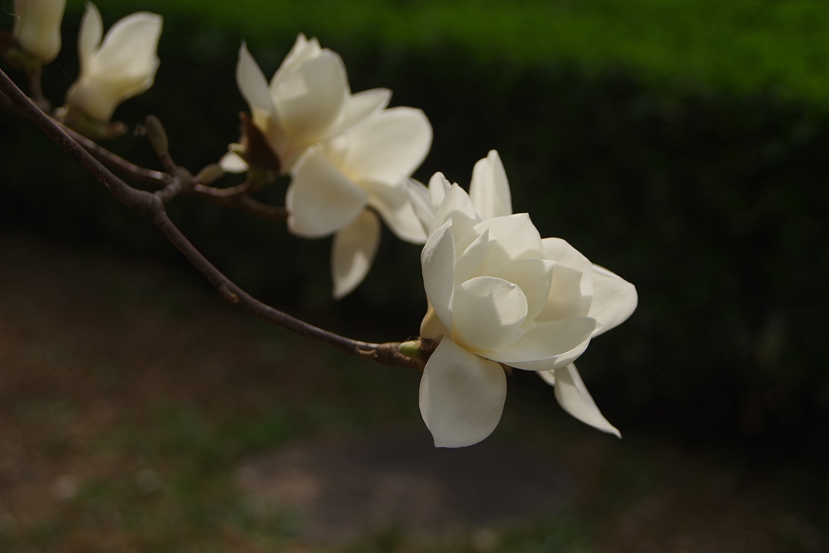 北京中医药大学英语专业怎么样？| 深入解析未来发展方向