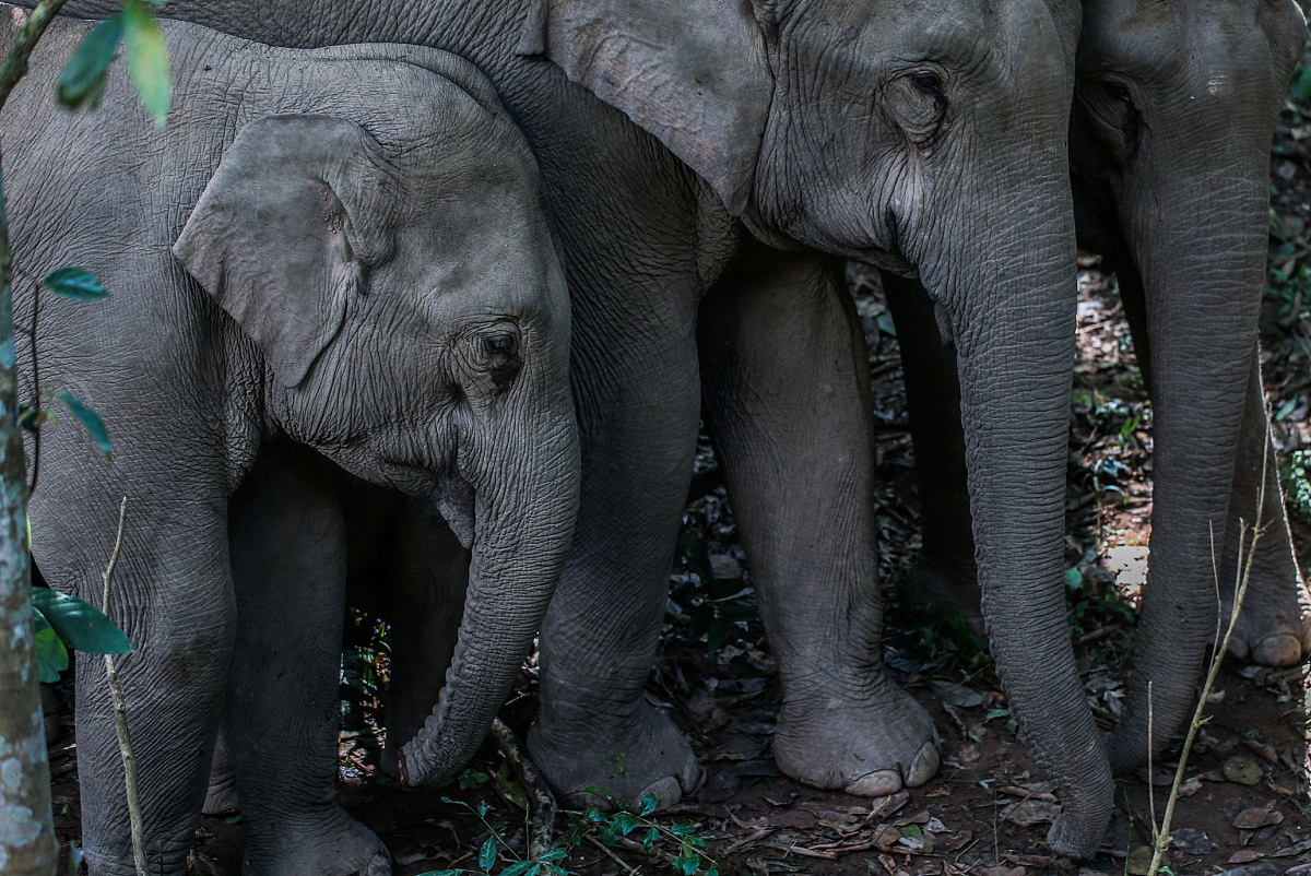 母系社会是否更加和谐稳定举例说明