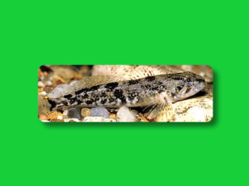 原来尖吻斜杜父鱼长这样