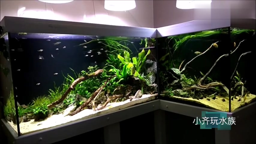 还记得那口直角鱼缸吗?半年后的效果依然美丽2018更新