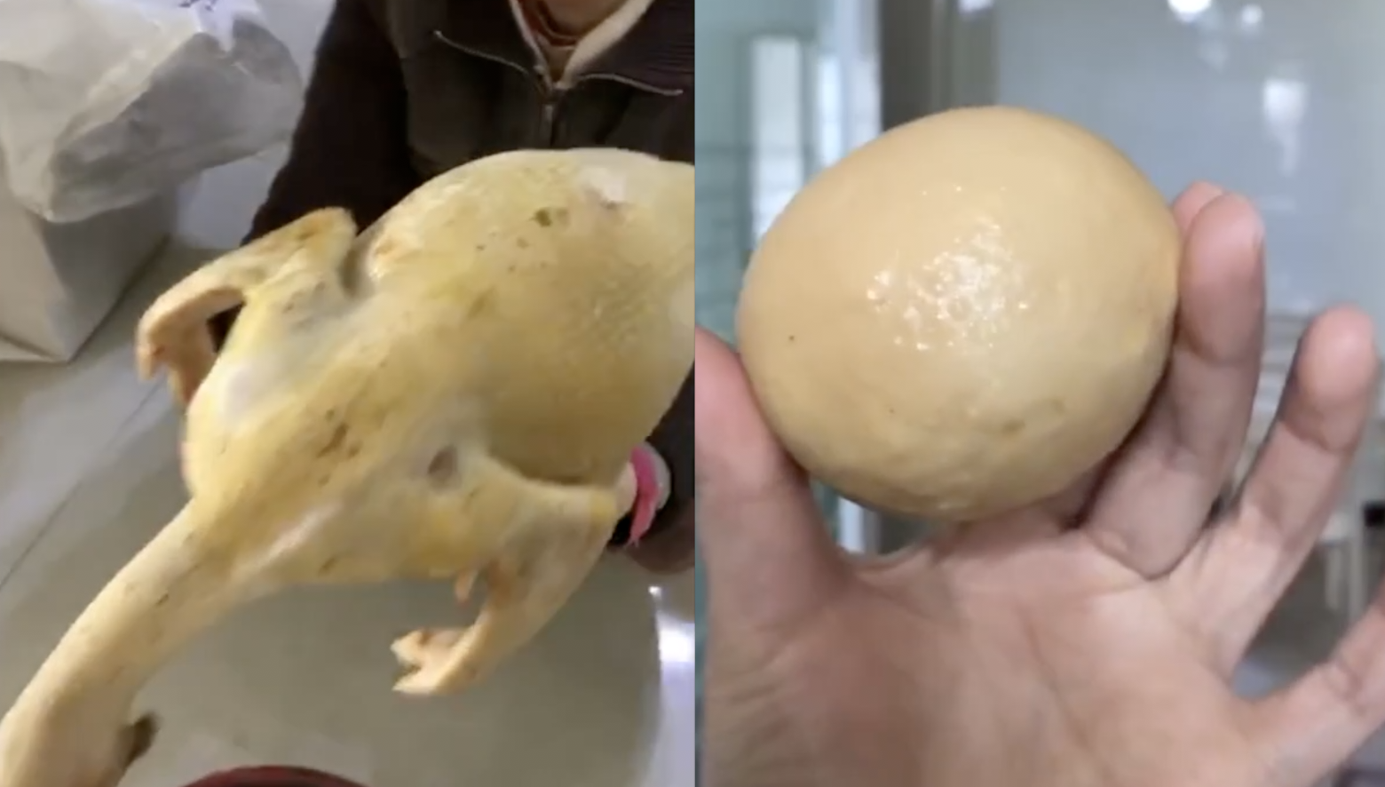 传说中的鸡宝?肥母鸡5年不下蛋,宰杀剖肚后取出硕大异物