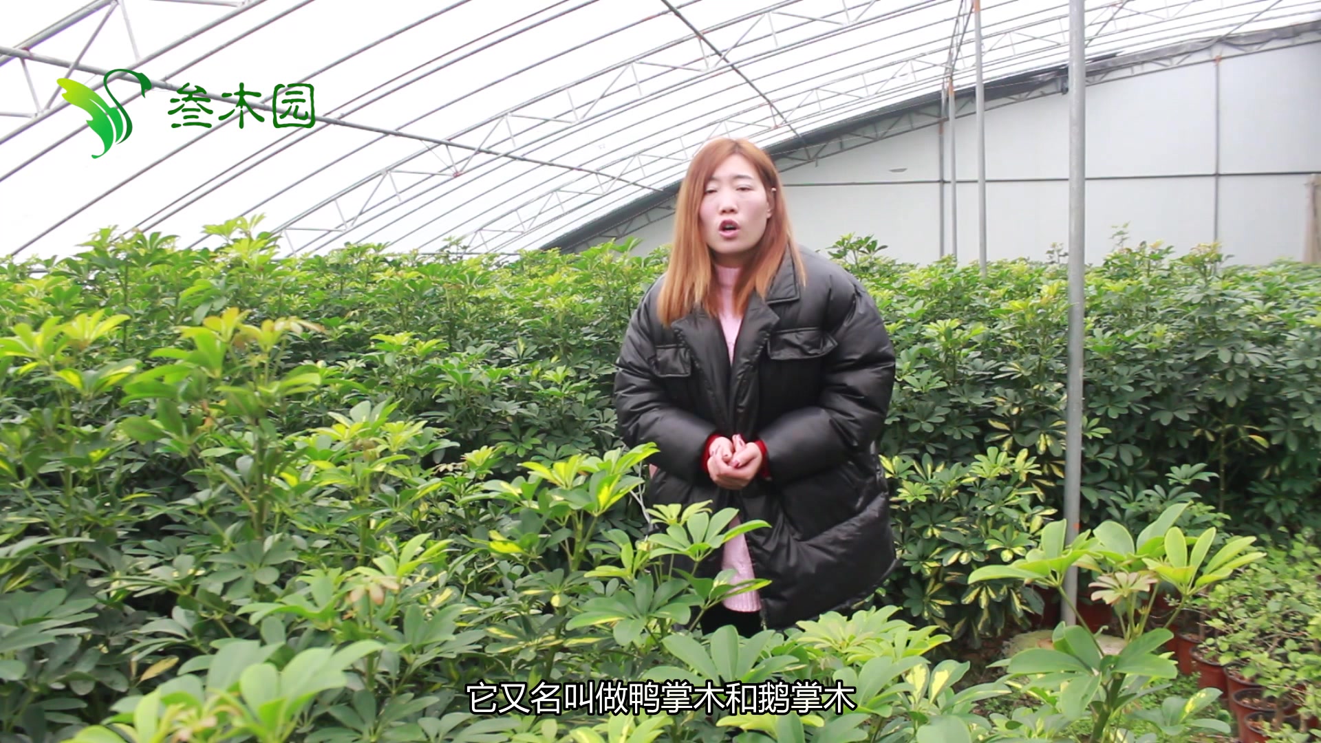 叁木的鹅掌柴绿油油的,长势茂盛,养殖的小知识