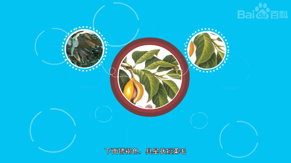 云南肉豆蔻
