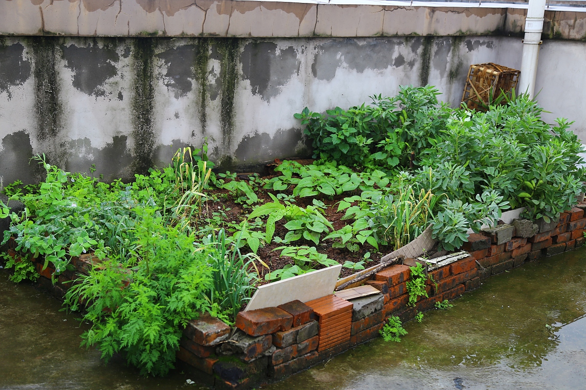 我的小菜园：一个充满生机的小角落