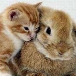 萌猫爱兔兔