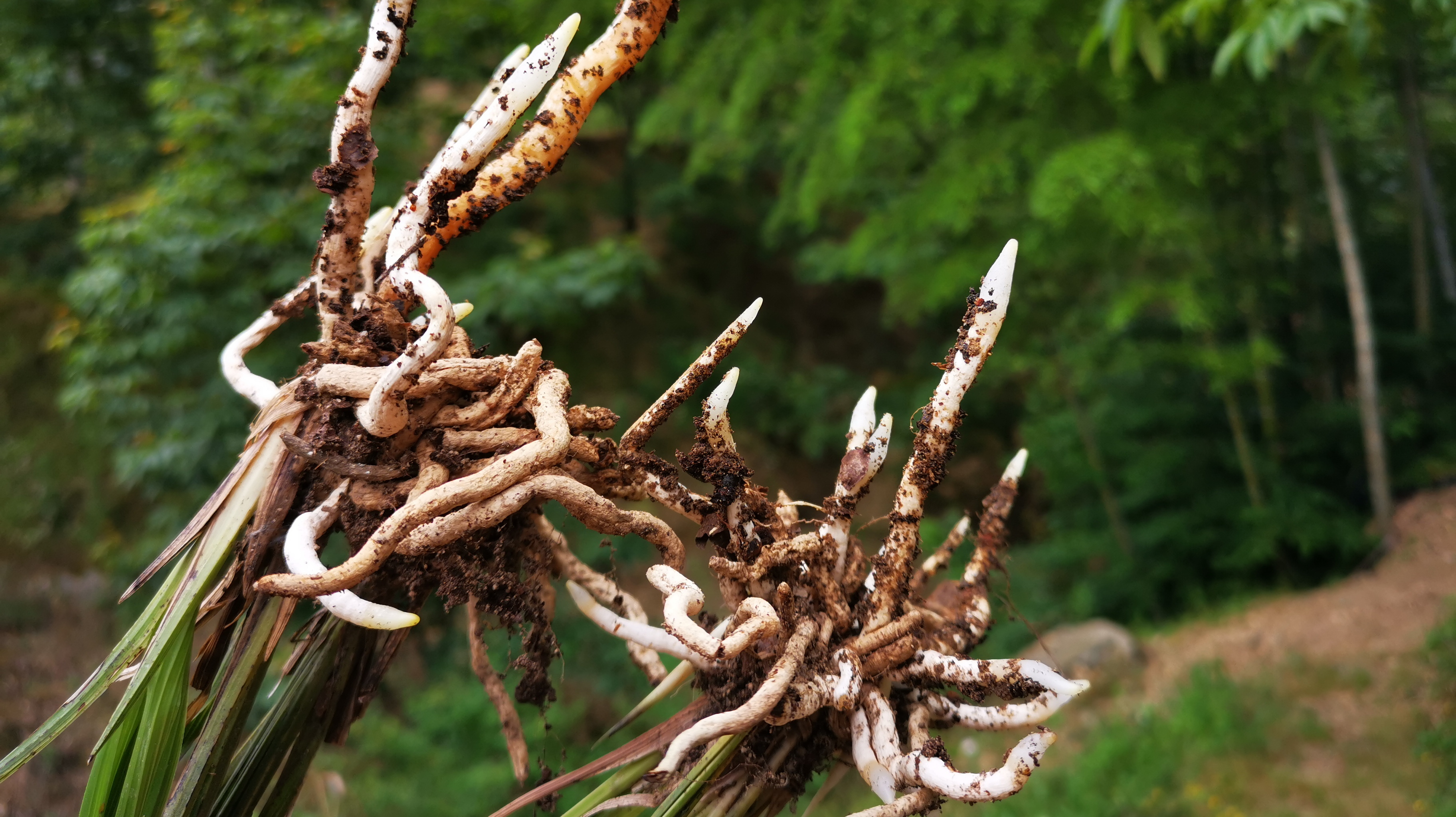 种植野生兰花究竟什么季节好?很多兰友以为是春天,其实都错了