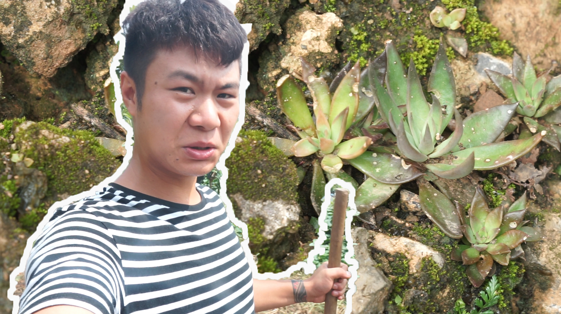 漫山遍野的多肉看着喜人,小路旁边全都是,要不要挖点回家