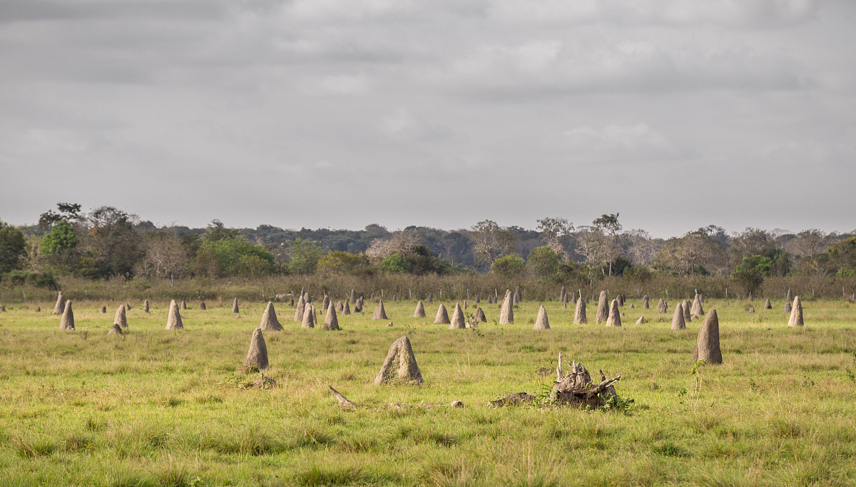termite nests in pantanal, focus on foreground, brazil