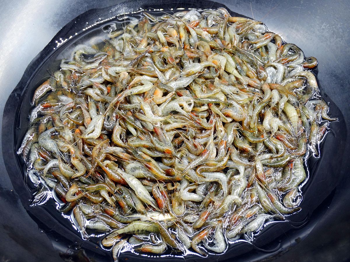韶关乐昌淡水河鱼虾干，4种烹饪方法激发鲜香美味！