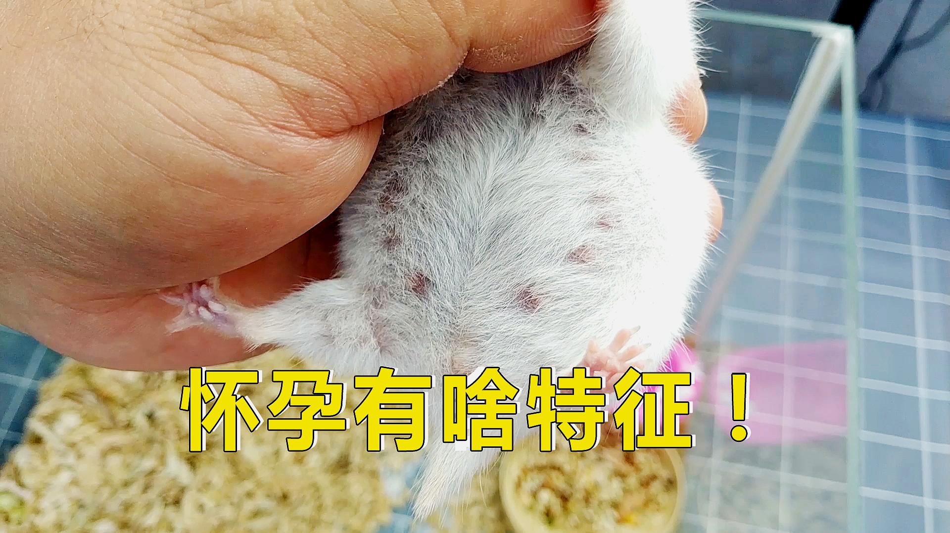 [图]宠物日常：判断仓鼠是否怀孕，注意看是否有这几个特征？