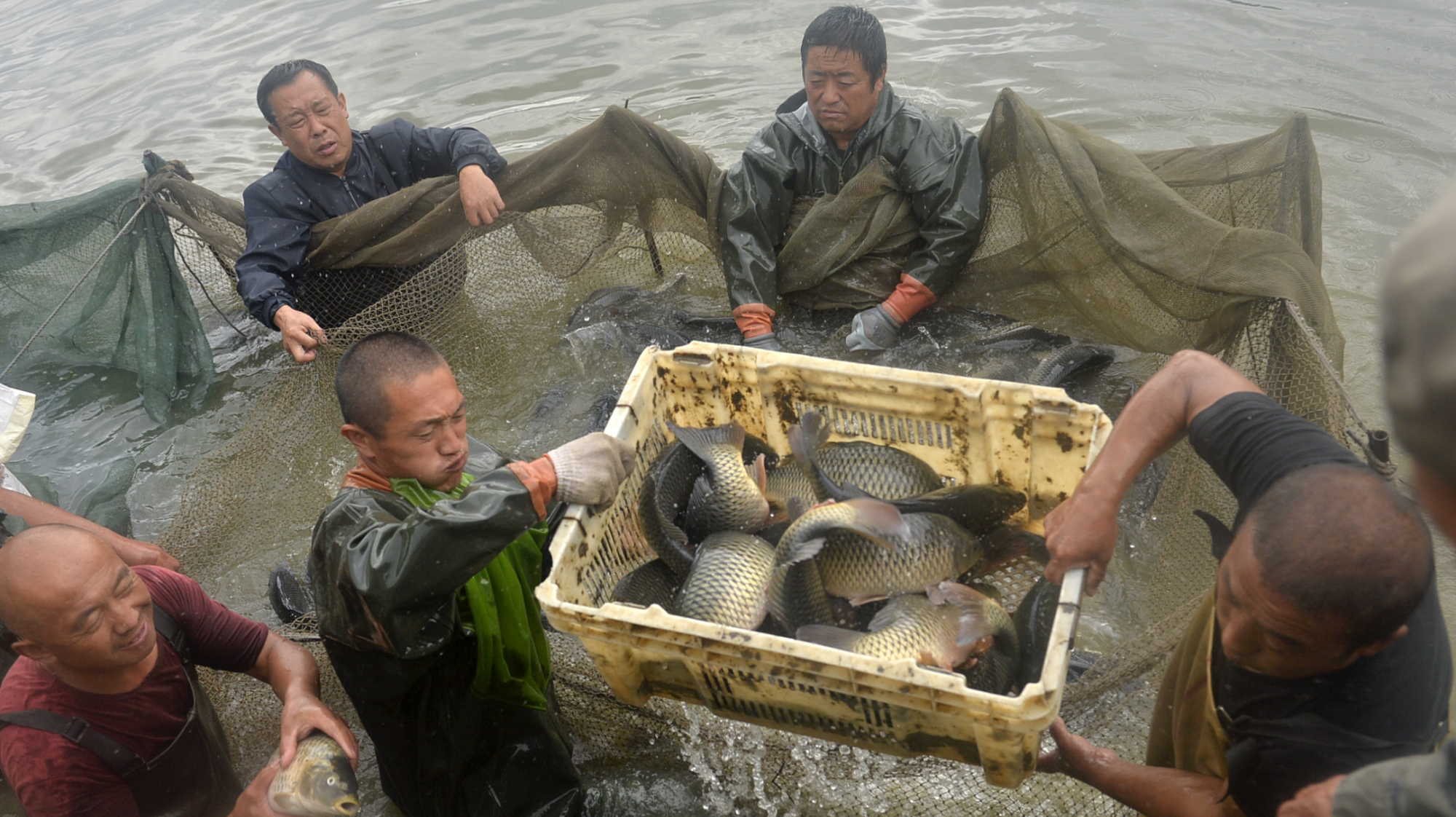 辽宁一村庄捕捞上万斤大鱼 分给全村人免费吃