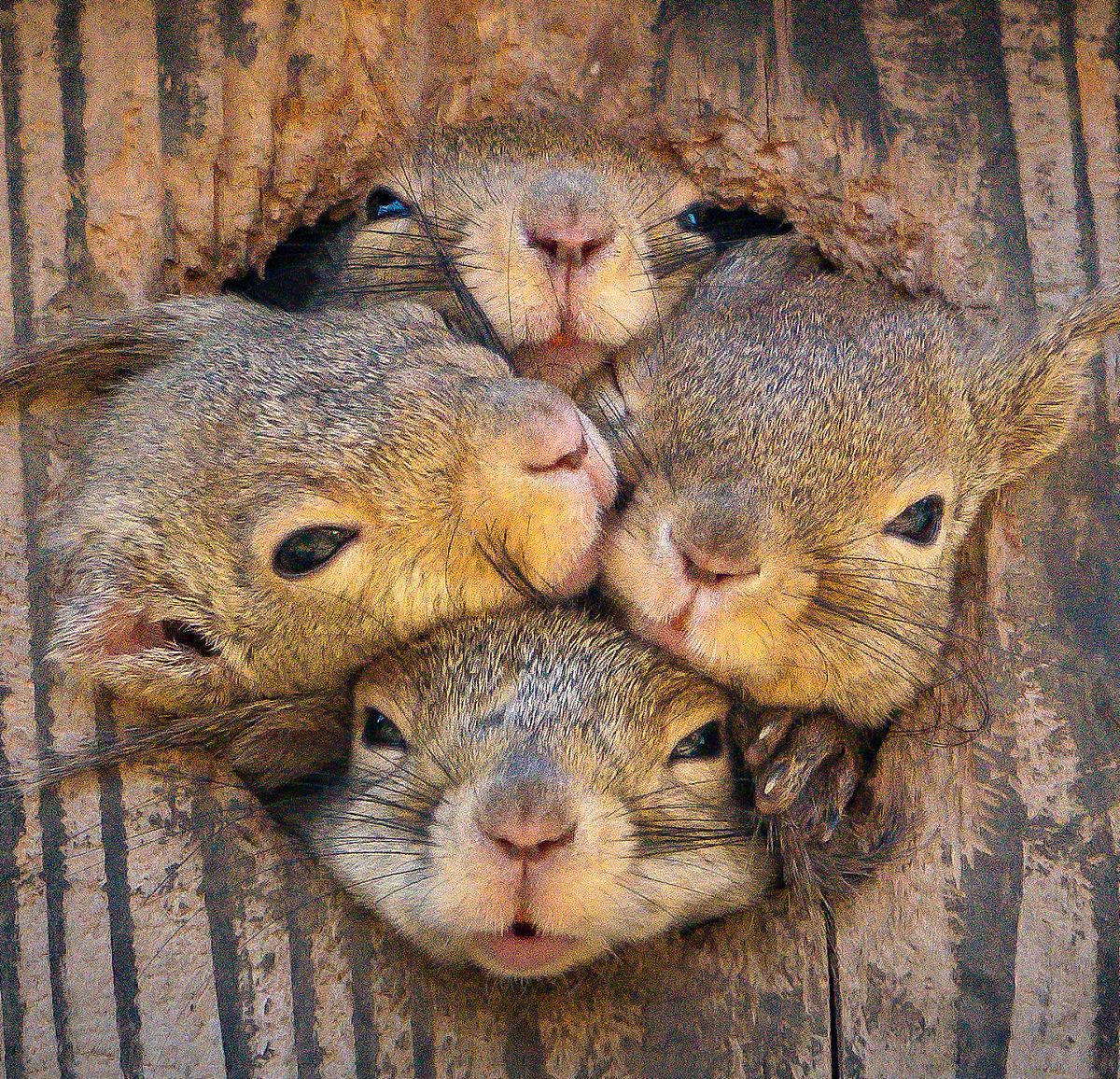 肇庆市三只松鼠仓库管理优化问题第三通过调查问卷法：