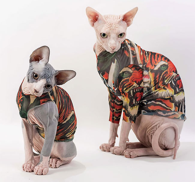 湖南工业职业技术学院包装艺术设计专业就业前景分析