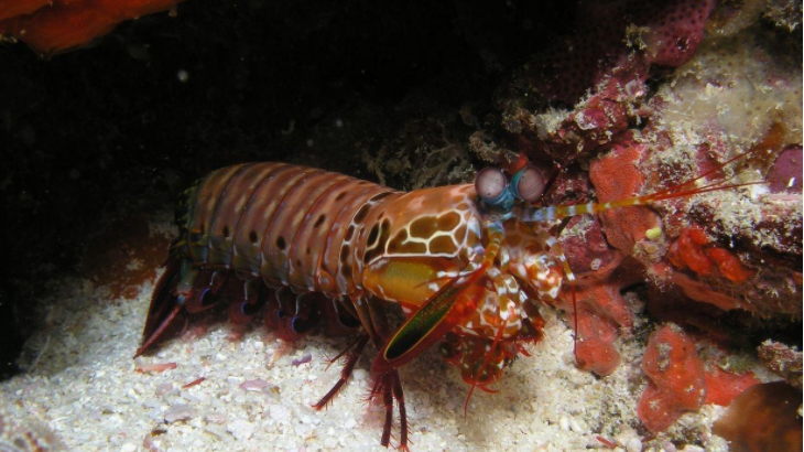 皮皮虾近亲螳螂虾,竟然是这么“暴力”的物种,两锤子敲碎蟹壳