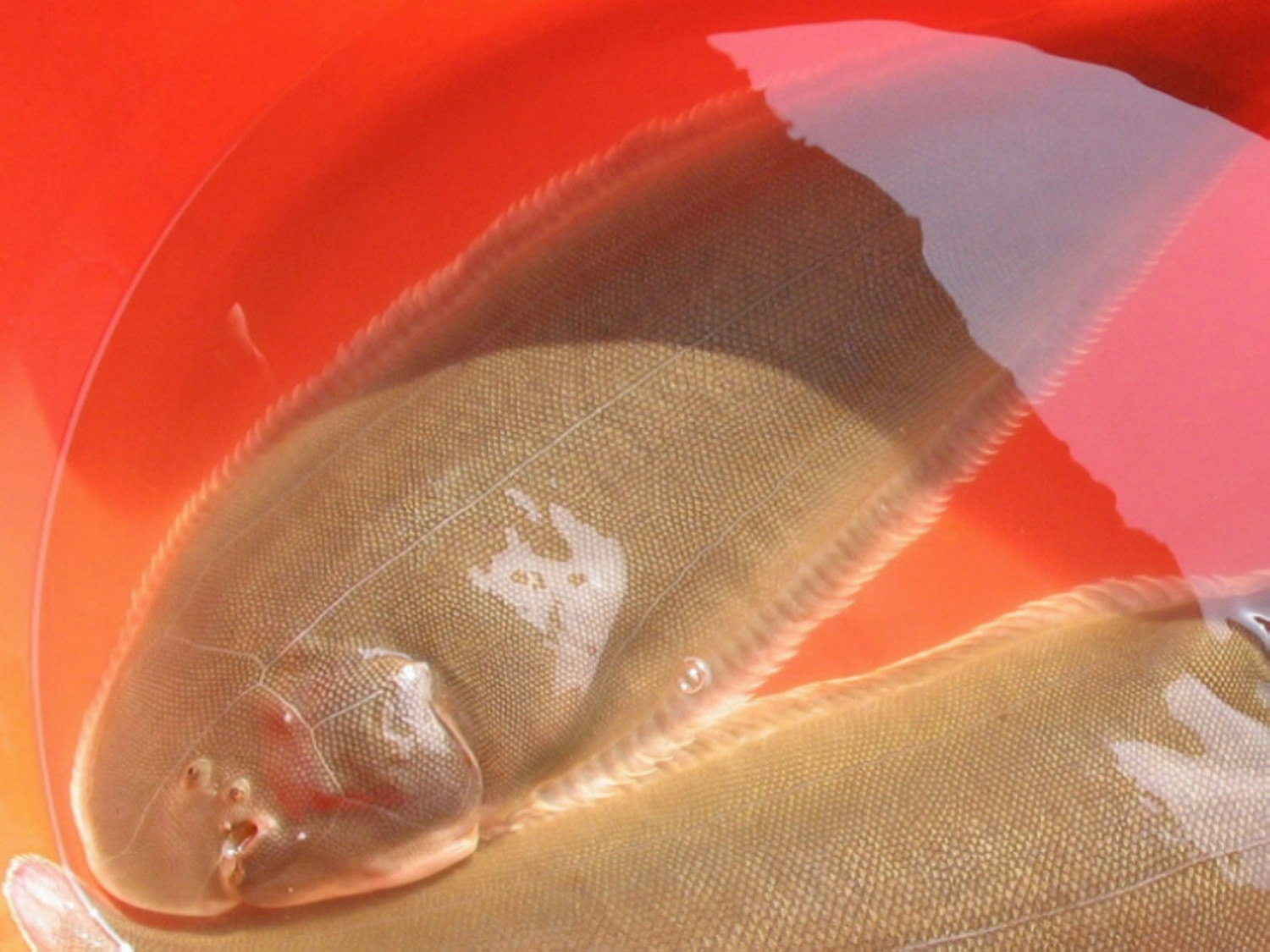 玉秃:舌鳎科舌鳎属的一种鱼类