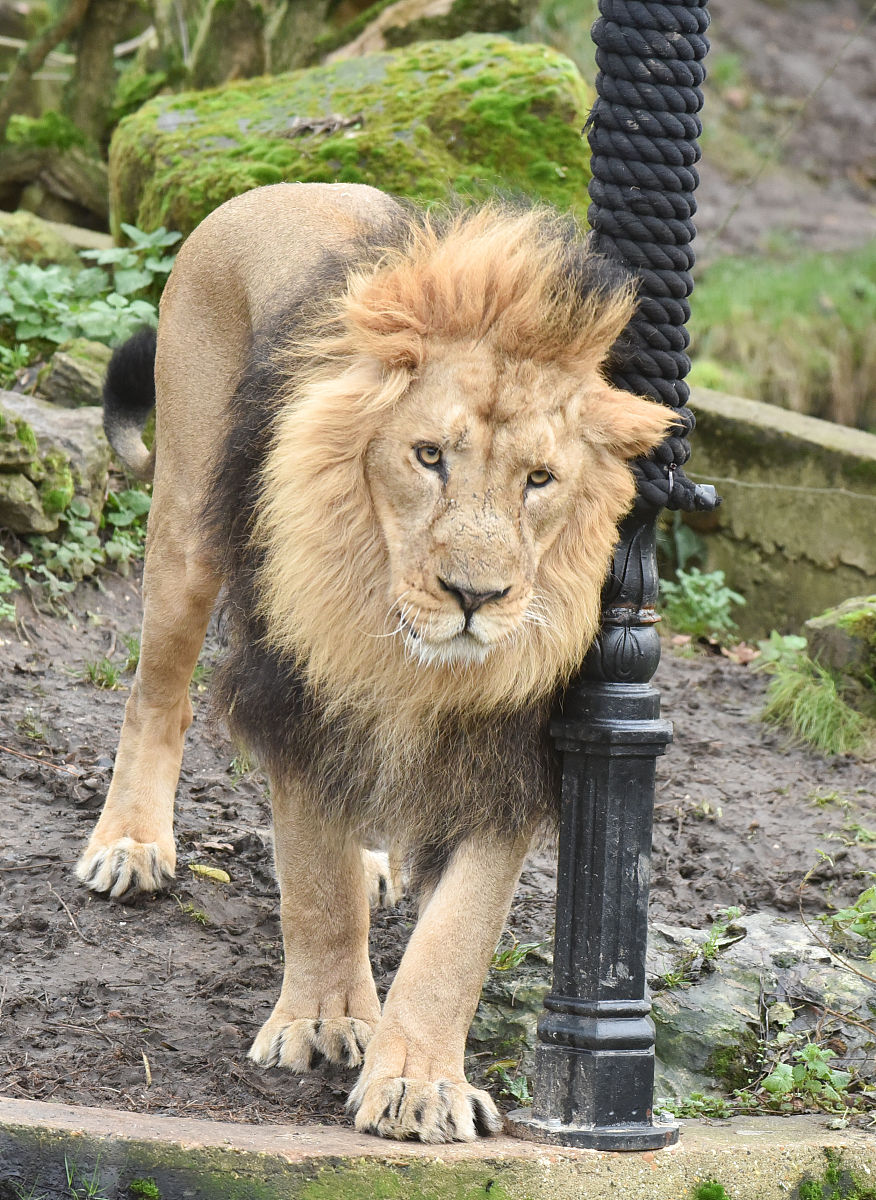 把红烧狮子头翻译成地道英文这是菜肴名称