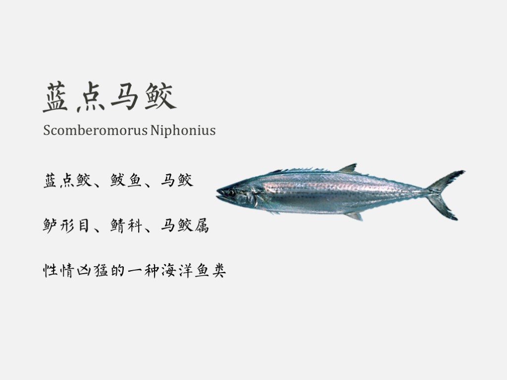 蓝点马鲛:鲭科、鲅鱼下的一种鱼类