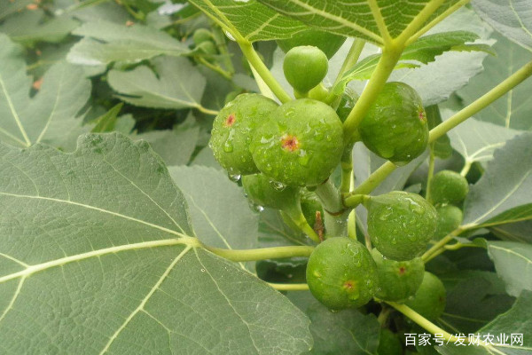 无花果盆栽的养殖方法,选择土壤一定要看这两