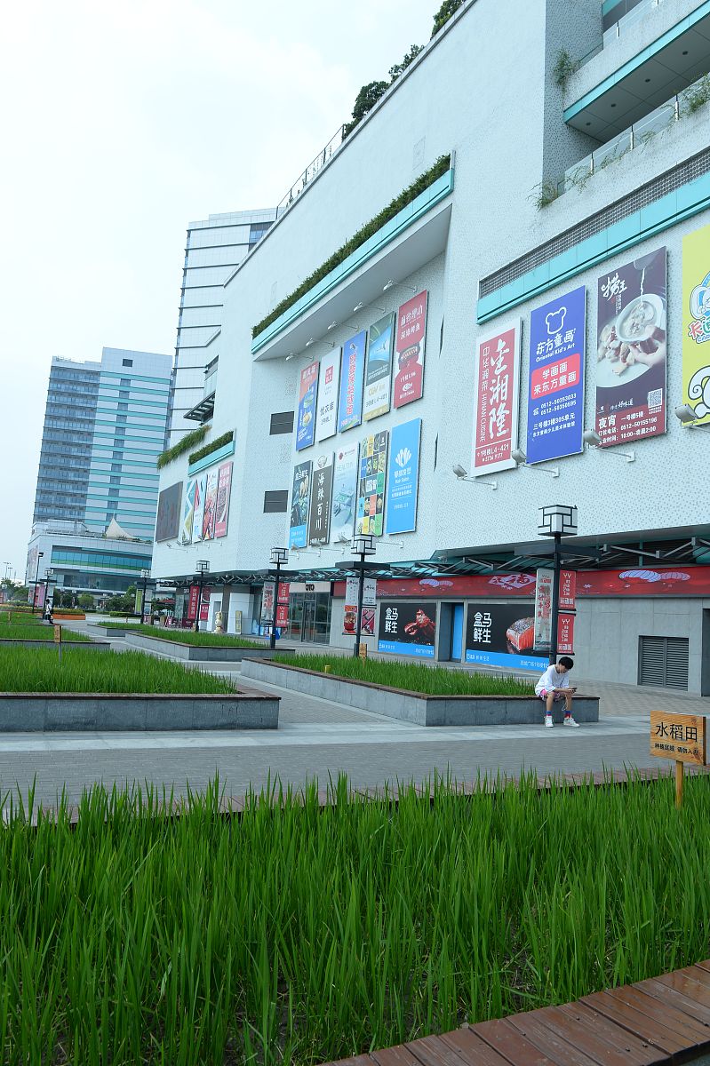 2019年8月23日,江苏省昆山市火车站附近一家商场门前,种植在花坛内的