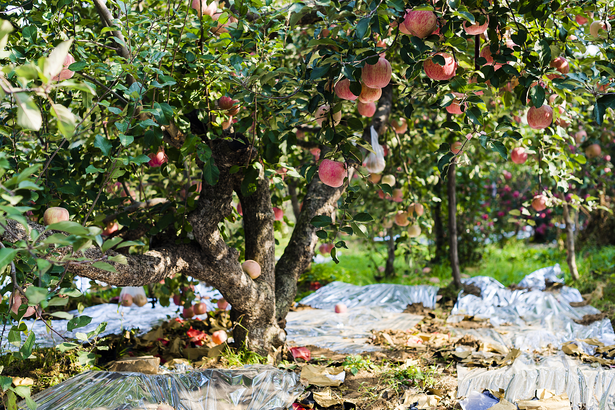 烟台曝光平台大全：12345热线、政府网站、信访局、市民之声，快速解决您的问题