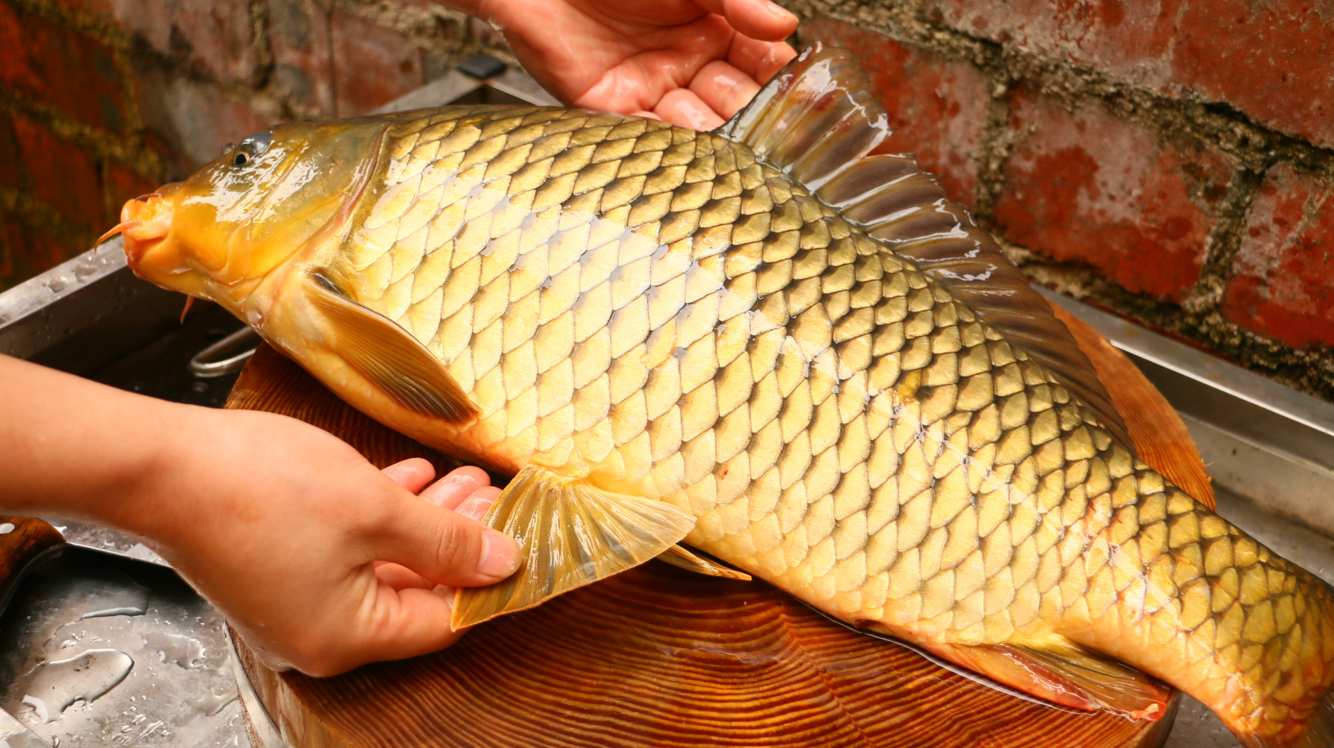 小伙125买一条大鲤鱼,做一道“脆皮鱼生”,入口鱼皮酥脆弹牙