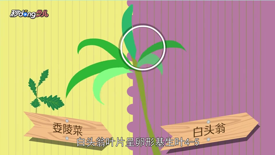 「秒懂少儿」委陵菜与白头翁的区别