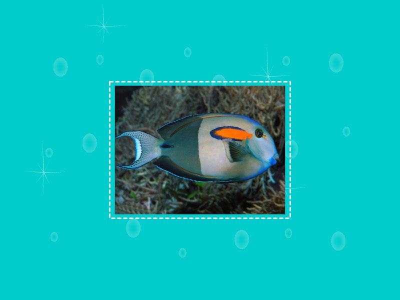 原来橙斑刺尾鱼长这样