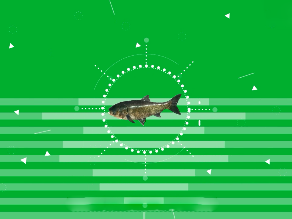 花鲢鱼:又叫胖头鱼、大头鱼、黑鲢,外形似鲢