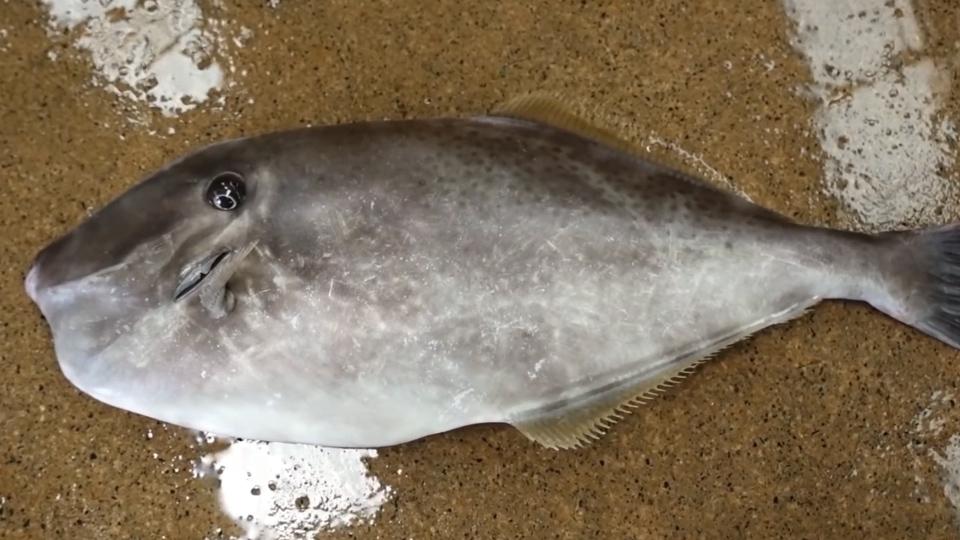 耗儿鱼:我国重要的经济鱼类