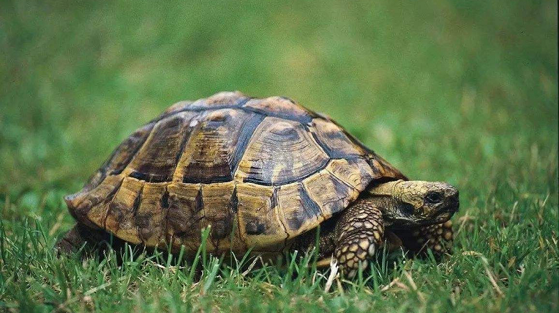 乌龟和甲鱼到底有啥区别?为什么人们只吃甲鱼却不吃乌龟?