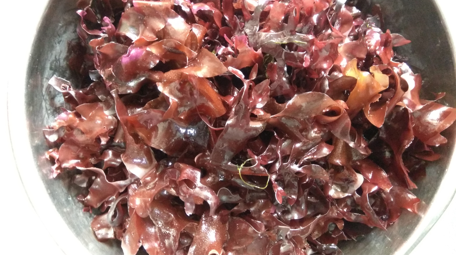 蒸海木耳菜,营养好吃的大海美食