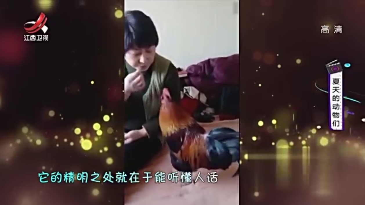 精明的动物总能吃到好吃的,公鸡为吃居然可以听懂人的语言说话