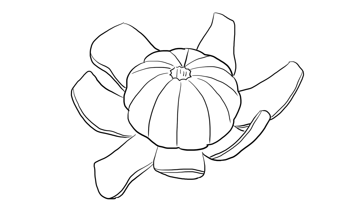 剥开皮的桔子儿童亲子简笔画