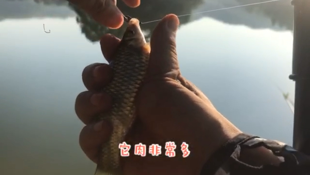 野钓石鲮鱼攻略,饵料其实一点都不重要