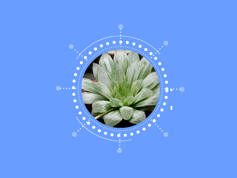 白斑玉露:为阿福花科瓦苇属的多肉植物,是玉露的白化变异品种