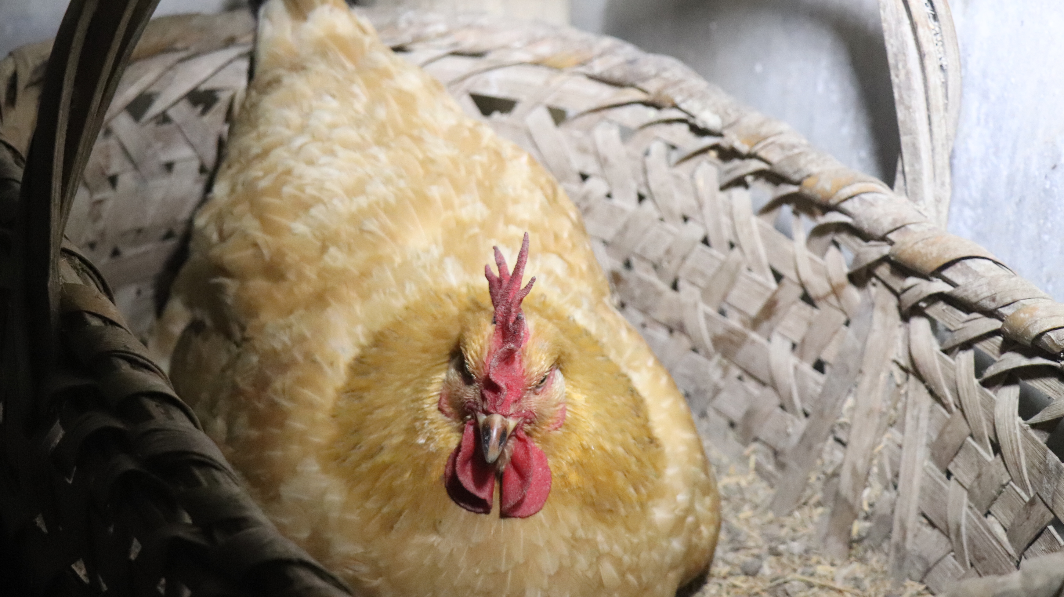 鸡蛋好吃,但你知道母鸡是怎么下蛋的吗,农村小伙带大家去长见识