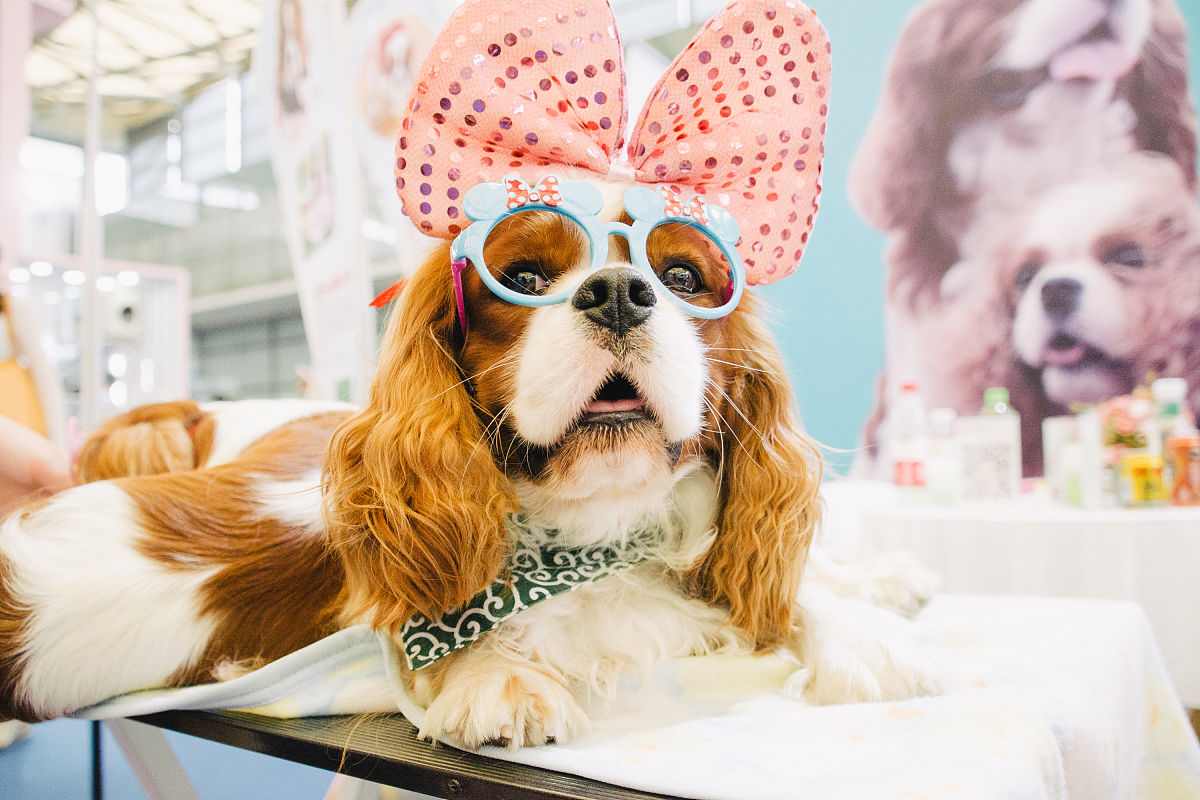 萌宠大百科：20个关于宠物你不可不知的热门话题！