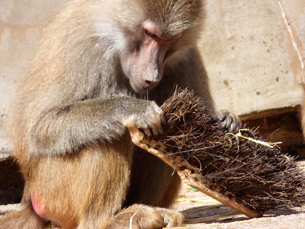 大班连续性观察分析