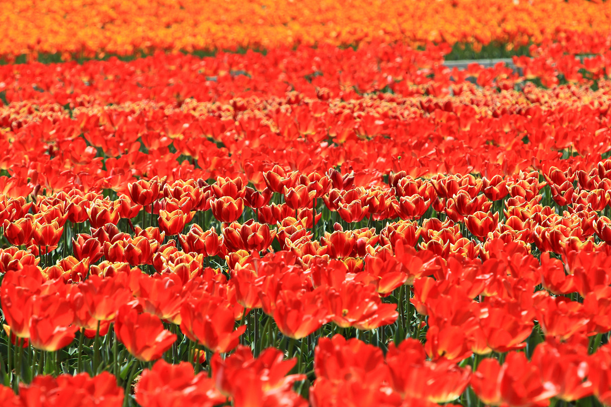 河南省驻马店小学什么时候开学