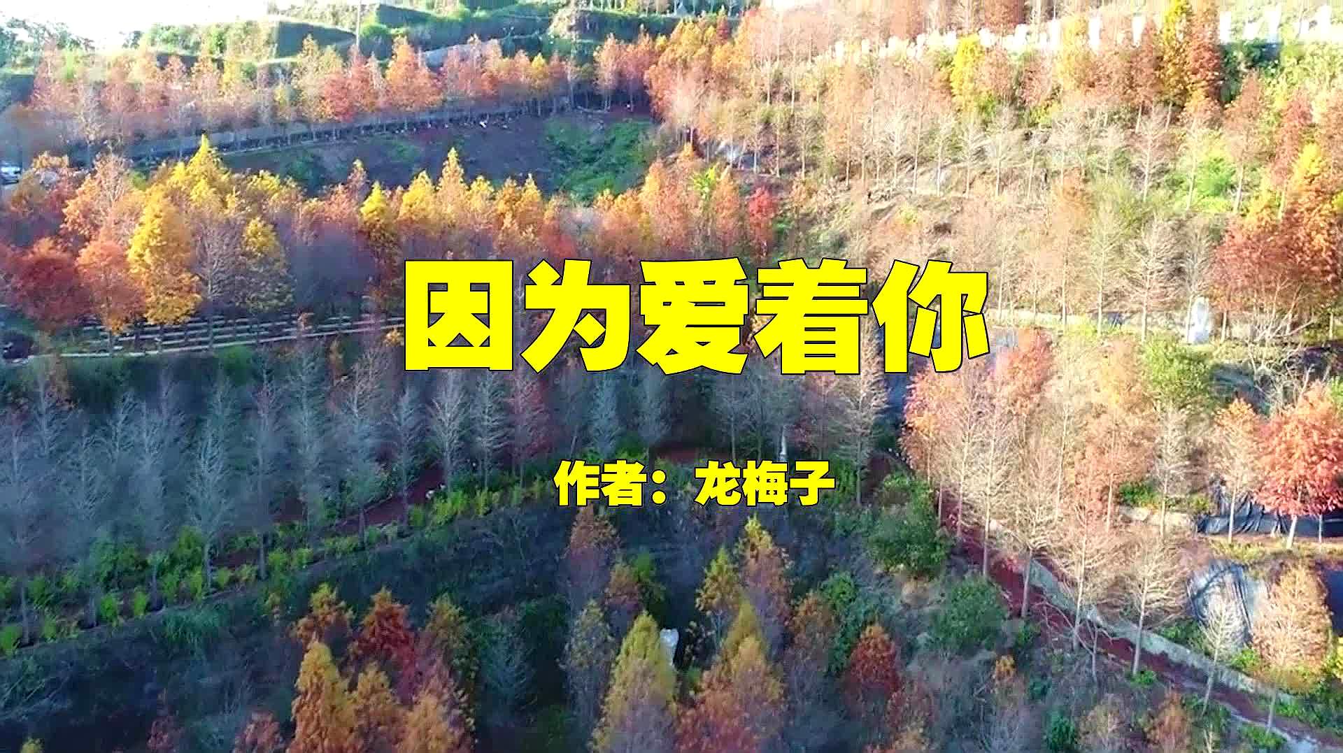 [图]龙梅子的一首《因为爱着你》DJ版,火遍大街小巷,怎么听都不够