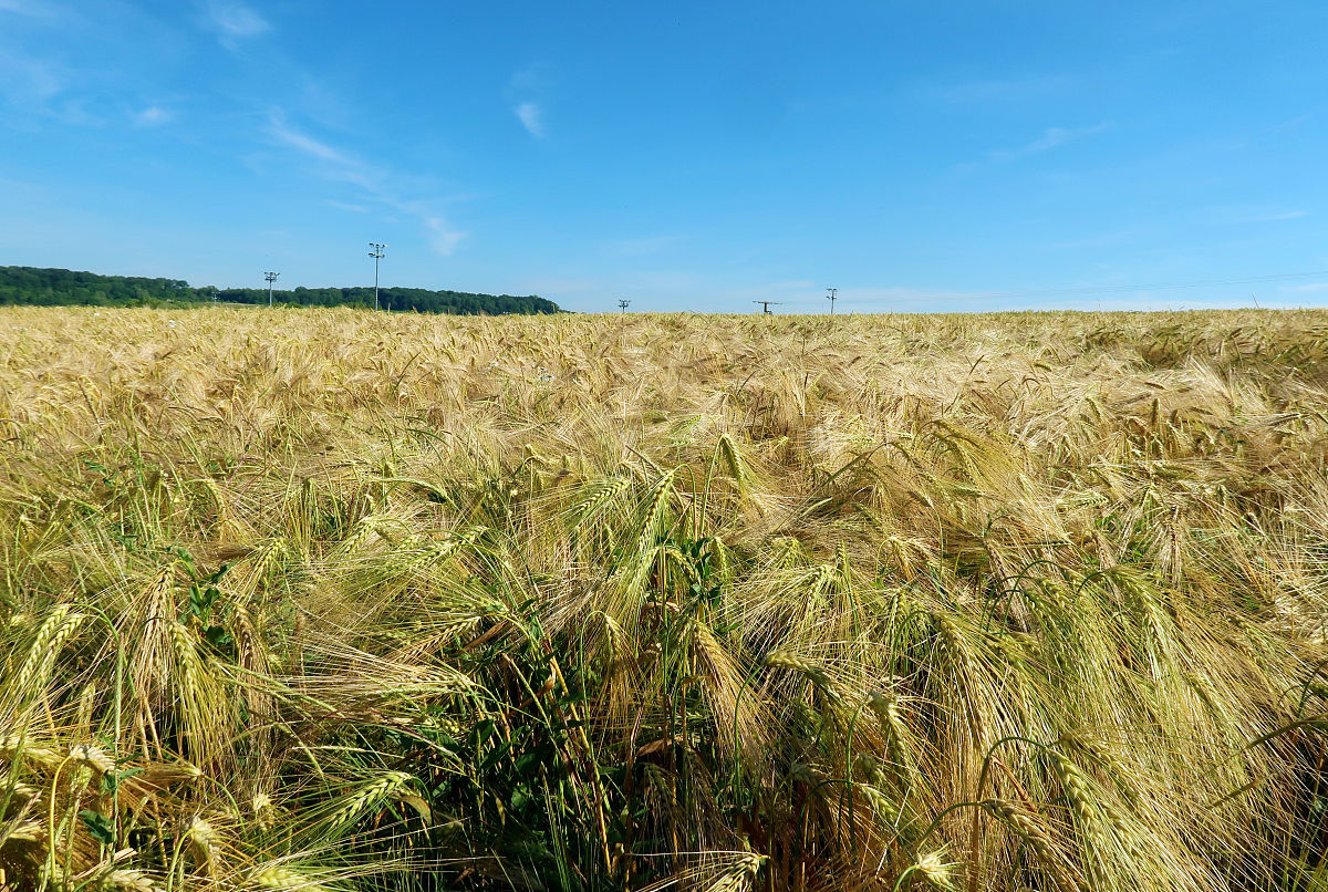 株距和行距计算公式：提高作物产量和质量的关键