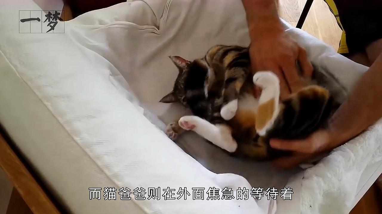 [图]猫妈妈生4只小宝宝,结果发生意外,女主人哭红了双眼